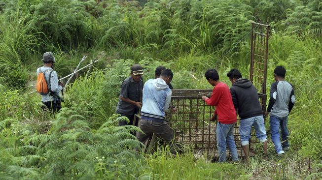 Warga memindahkan perangkap harimau sumatera (panthera tigris sumatrae) di Jorong Ingu, Nagari Simpang Tanjung Nan Ampek, Kecamatan Danau Kembar, Kabupaten Solok, Sumatera Barat, Sabtu (5/12/2020). [ANTARA FOTO/Iggoy el Fitra]