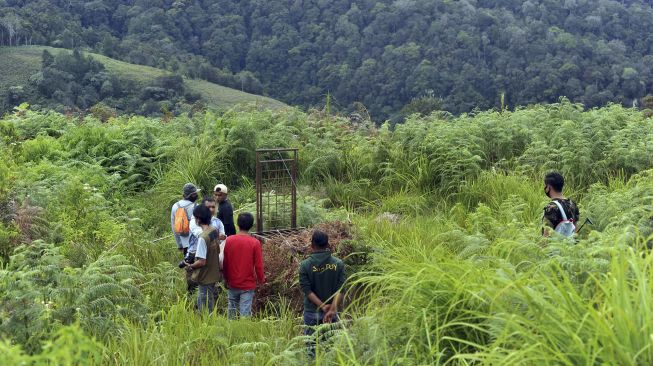 Warga memindahkan perangkap harimau sumatera (panthera tigris sumatrae) di Jorong Ingu, Nagari Simpang Tanjung Nan Ampek, Kecamatan Danau Kembar, Kabupaten Solok, Sumatera Barat, Sabtu (5/12/2020). [ANTARA FOTO/Iggoy el Fitra]