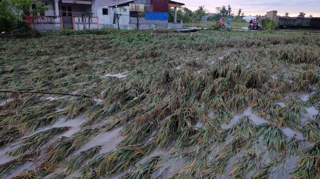 Warga berada di dekat tanaman padi yang rusak pascabanjir di Kecamatan Sunggal, Deli Serdang, Sumatera Utara, Sabtu (5/12/2020). [ANTARA FOTO/Irsan Mulyadi]