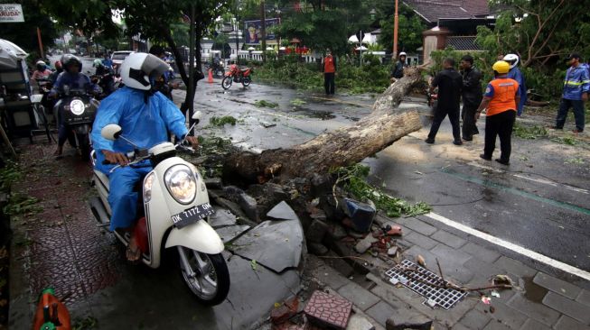 Pohon Tumbang di Bypass IB Mantra, Timpa Tiga Orang