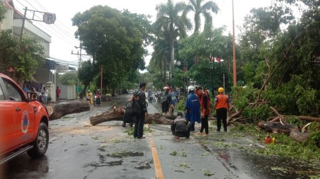 Hujan Disertai Angin Kencang Sebabkan 3 Pohon Tumbang di Banyuwangi