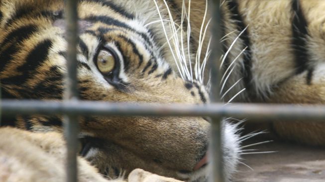 Seekor Harimau Sumatera (Panthera tigris sumatrae) berada dalam perangkap Balai Konservasi Sumber Daya Alam (BKSDA) Sumatera Barat di Jorong Rawang Gadang, Nagari Simpang Tanjung Nan Ampek, Kecamatan Danau Kembar, Kabupaten Solok, Sumatera Barat, Minggu (6/12/2020). [ANTARA FOTO/Adi Prima]