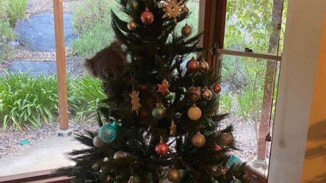 Koala nangkring di pohon natal. (Facebook/1300koalaz)