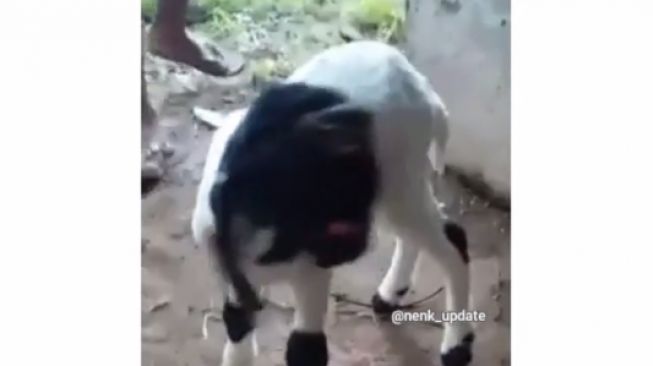 Heboh Kambing Berwajah Unik di Wonosobo, Publik: Shaun The Sheep?