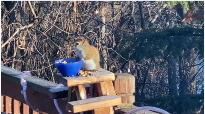 Viral, Video Tupai Mabuk Setelah Makan Buah Fermentasi