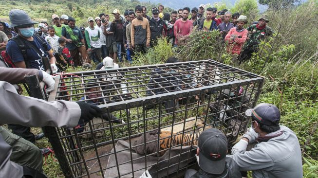 Petugas BKSDA bersama masyarakat mengamati kondisi Harimau Sumatera (Panthera tigris sumatrae) yang masuk perangkap di Jorong Rawang Gadang, Nagari Simpang Tanjung Nan Ampek, Kecamatan Danau Kembar, Kabupaten Solok, Sumatera Barat, Minggu (6/12/2020). [ANTARA FOTO/Adi Prima]