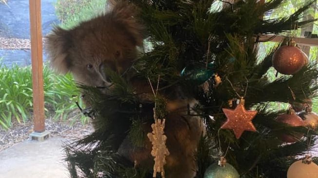 Kaget Saat Masuk Rumah, Wanita Ini Lihat Koala Nangkring di Pohon Natal