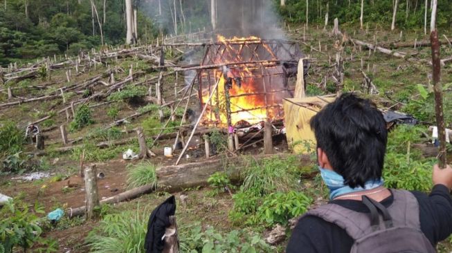 Lagi-Lagi Ladang Ganja di Bukit Barisan, Polisi Tahan Seorang Warga