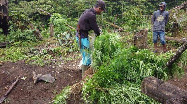 Ladang Ganja Ditemukan di Empat Lawang, Seorang Penjaga Kebun Ditangkap