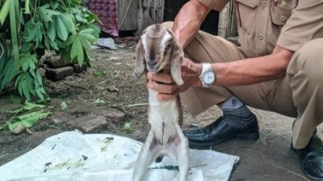 Anak Kambing Berkaki Dua Bikin Geger Warga Ponorogo