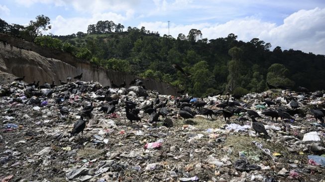 Burung Nasar. [Johan ORDONEZ / AFP]