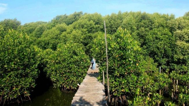 Spot Instagramable di Hutan Mangrove Jakarta. (Pinterest)