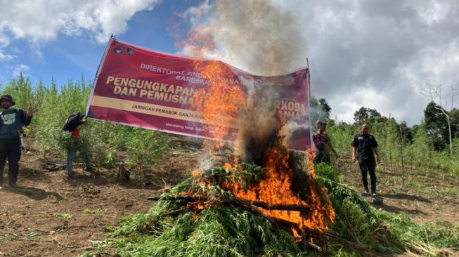 Bareskrim Polri Musnahkan 5 Hektare Ladang Ganja di Mandailing Natal (Madina) Sumut. [Foto: Istimewa] 