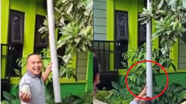 Panen Mangga Pakai Benda Tak Lazim, Aksi Bapak-bapak Ini Viral di Medsos