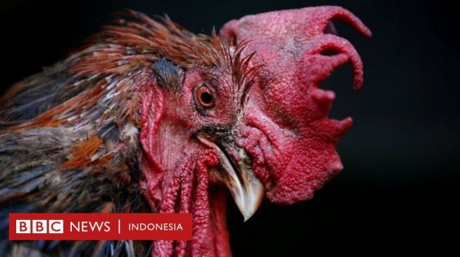 Pria Prancis Dihukum karena Tembak dan Tusuk Ayam Jago yang Berisik