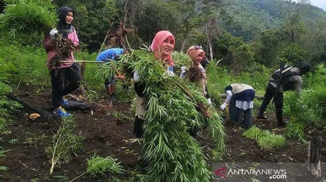 Habiskan Anggaran Negara Triliunan Rupiah, Seberapa Efektif Perang Melawan Narkotika di Indonesia?