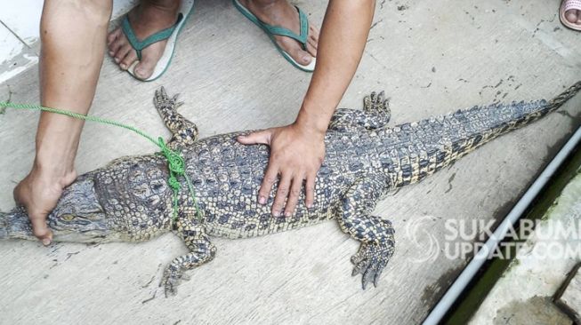 Bertaruh Nyawa Lintasi Sarang Buaya Muara demi Pilkada