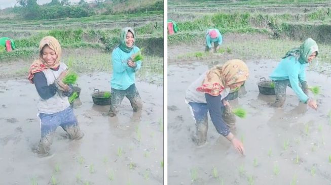 Ngakak! Dua Perempuan ini Tanam Padi Sambil Joget TikTok