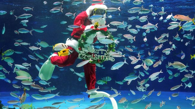 Seorang penyelam mengenakan kostum Sinterklas berenang bersama ikan berukuran besar di Sunshine Aquarium di Tokyo, Jepang, Jumat (11/12).  [Kazuhiro NOGI / AFP]
