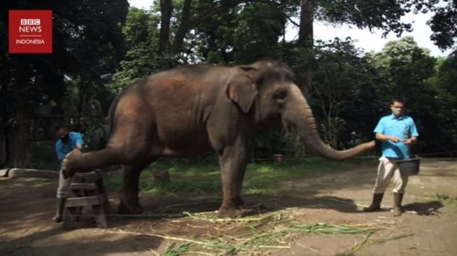 Melihat Proses Perawatan Kuku Gajah di Bandung Zoo