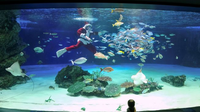 Seorang penyelam mengenakan kostum Sinterklas berenang bersama ikan berukuran besar di Sunshine Aquarium di Tokyo, Jepang, Jumat (11/12).  [Kazuhiro NOGI / AFP]
