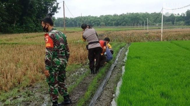 Jebakan Tikus Listrik Kembali Telan Korban Petani di Ngawi