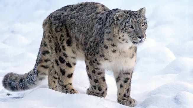 Tiga Macan Tutul Salju Positif Virus Corona, Begini Gejalanya!