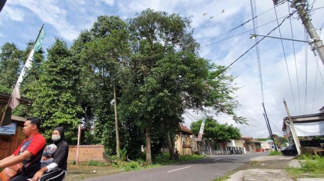 Muncul Banyak Perumahan, Habitat Burung Kuntul di Ketingan Terganggu