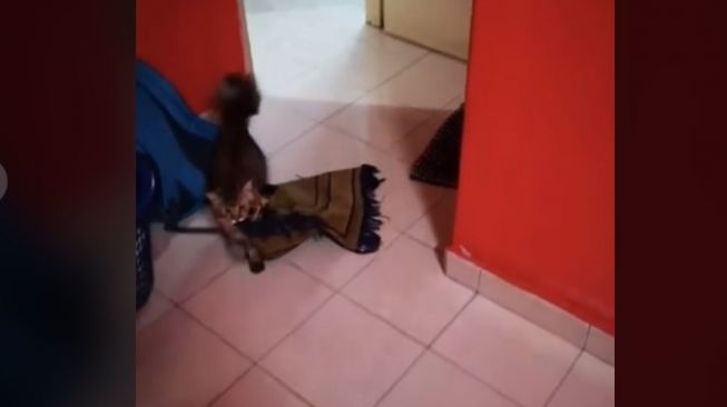 Gemas, Kucing Ini Bawa Sajadah Ingin Ikut Majikan Salat Berjamaah