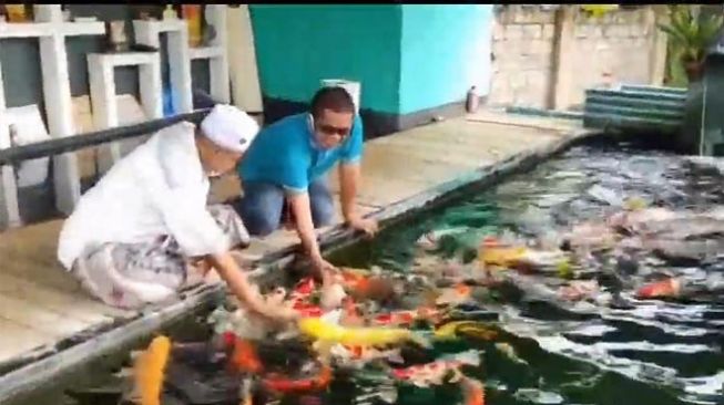 Demam Ikan Koi, Peluang Emas di Era Pandemi