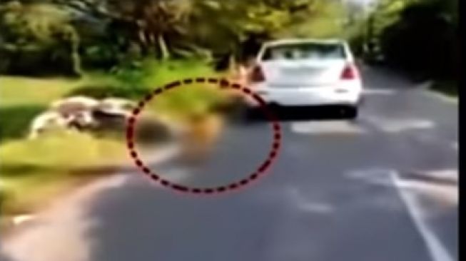 Seekor anjing diseret paksa oleh pemobil dengan menggunakan tali (Youtube)