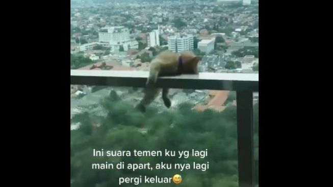 Kucing Oren Ini Hampir Jatuh dari Apartemen, Warganet Ikut Deg-degan