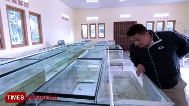 Gali Potensi Bernilai Ekonomis, UPTD BBI Budidaya Ikan Koi