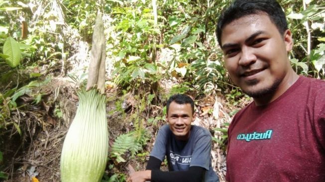 Langka! Bunga Bangkai Tumbuh di Kebun Kelapa Sawit Warga Garagahan Agam