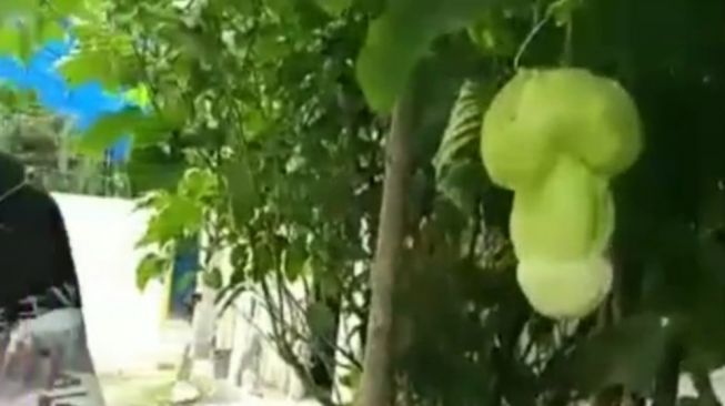 Viral Buah Mirip Penis Lelaki, Bikin Syok Ibu-ibu di TikTok