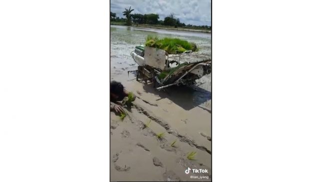 Inovasi menanam padi ala orang mager (tiktok.com/@ian_iyang)