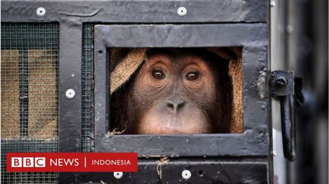 Orangutan yang Diselundupkan ke Thailand-Malaysia Dipulangkan ke Indonesia