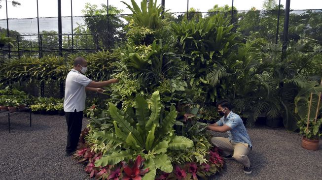 Pekerja menata pohon natal yang terbuat dari puluhan jenis tanaman hias di Duta Orchid Garden, Denpasar, Bali, Kamis (17/12/2020). [ANTARA FOTO/Nyoman Hendra Wibowo]