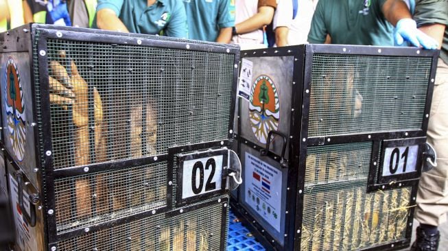 Dua ekor orangutan Sumatra (Pongo abelii) berada di dalam kandang saat tiba di Terminal Kargo Bandara Sultan Thaha Saifuddin Jambi, Jumat (18/12/2020). [ANTARA FOTO/Rony Muharrman]