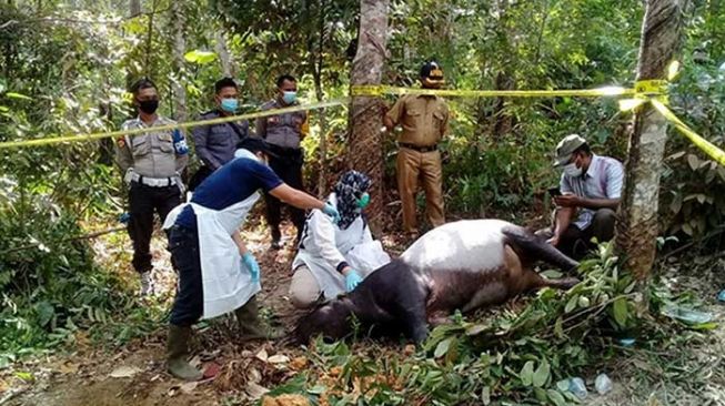 Sempat Viral, Penyebab Kematian Tapir di Kuansing Akhirnya Terungkap