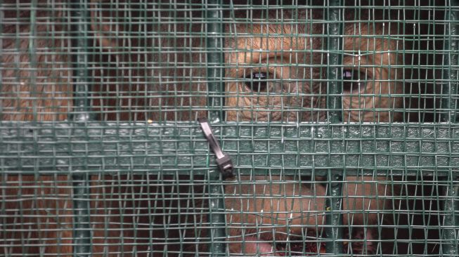 Salah satu dari sembilan orangutan berada di dalam kandang disaat Repatriasi Orangutan Sumatra (Pongo abelii) dari Malaysia ke Indonesia, di Terminal Kargo Bandara Kualanamu Deli Serdang, Sumatera Utara, Jumat (18/12/2020). [ANTARA FOTO/Rony Muharrman]