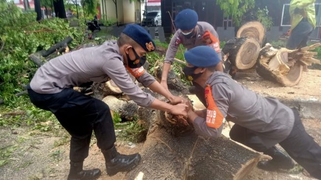 Ada Pohon Tumbang di Jalan Sultan Alauddin Makassar