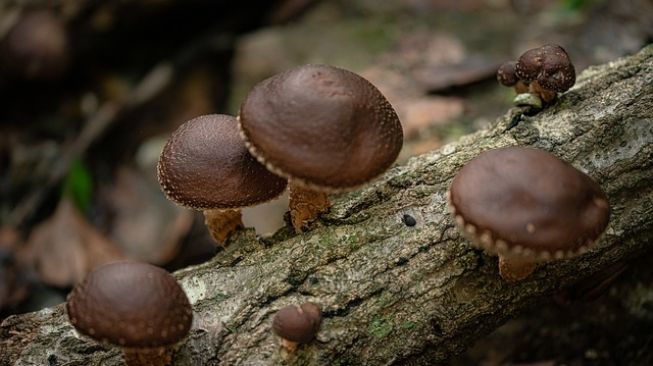 Punya Tekstur seperti Daging, Ketahui Manfaat Kesehatan Jamur Shiitake