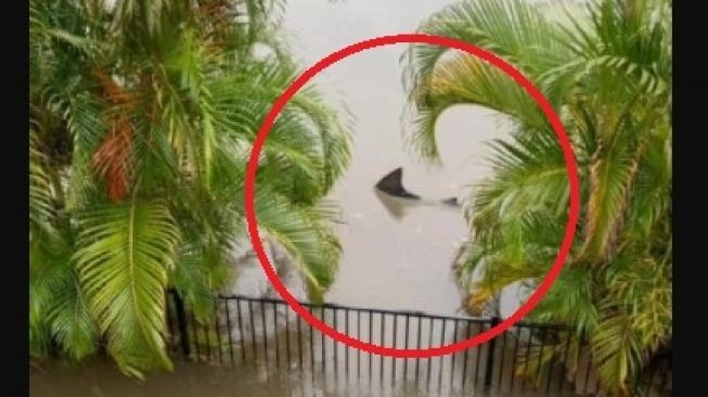 Queensland Banjir, Seekor Ikan Hiu Tertangkap Kamera Berenang di Halaman