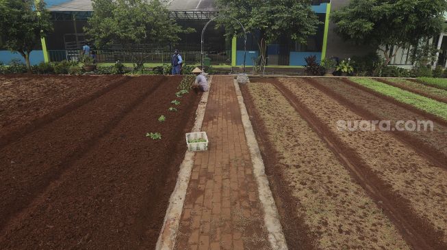 Pekerja merawat tanaman di Agro Edukasi Wisata Ragunan, Jakarta, Sabtu (19/12/2020). [Suara.com/Angga Budhiyanto] 