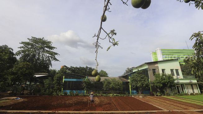 Pekerja merawat tanaman di Agro Edukasi Wisata Ragunan, Jakarta, Sabtu (19/12/2020). [Suara.com/Angga Budhiyanto] 