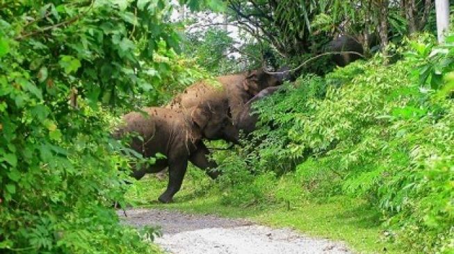 Dua Gajah Liar Masuk ke Pemukiman Warga di Desa Penarikan, Pelalawan