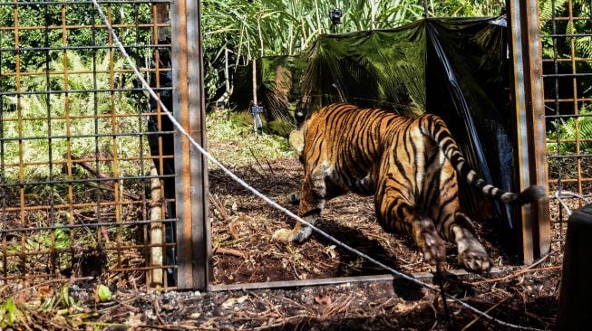 Harimau sumatera (Panthera Tigris Sumatrae) yang diberi nama Corina berlari ke luar kandang habituasi saat proses pelepasliaran, di kawasan hutan alam Semenanjung Kampar, Provinsi Riau, Minggu (20/12/2020). [ANTARA FOTO/FB Anggoro]
