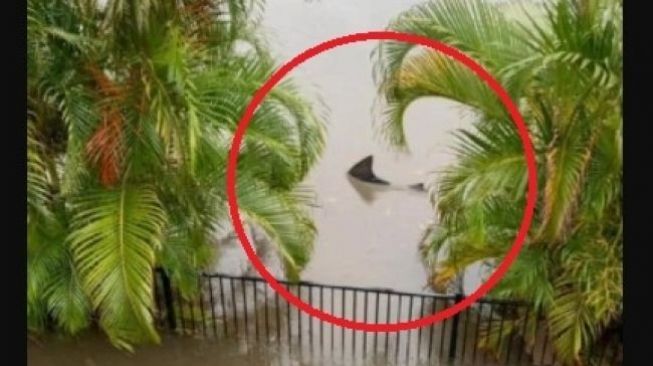 Wow, Ada Hiu Berenang Di Halaman Saat Banjir