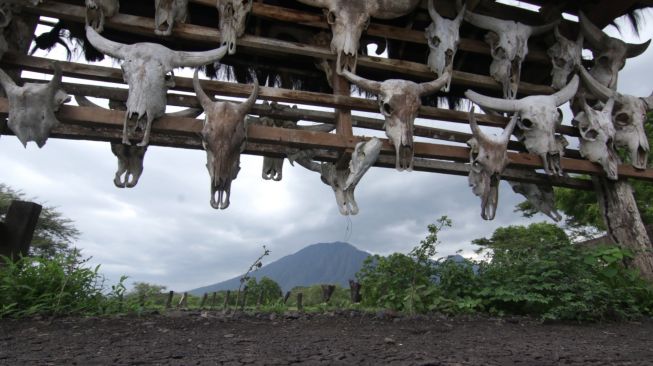 Suasana Taman Nasional Baluran di Situbondo, Jawa Timur, Senin (21/12/2020). [ANTARA FOTO/Budi Candra Setya]